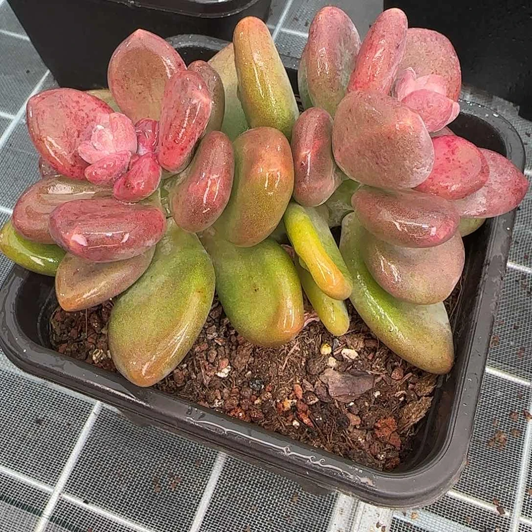 从前慢花园精选芒果奶