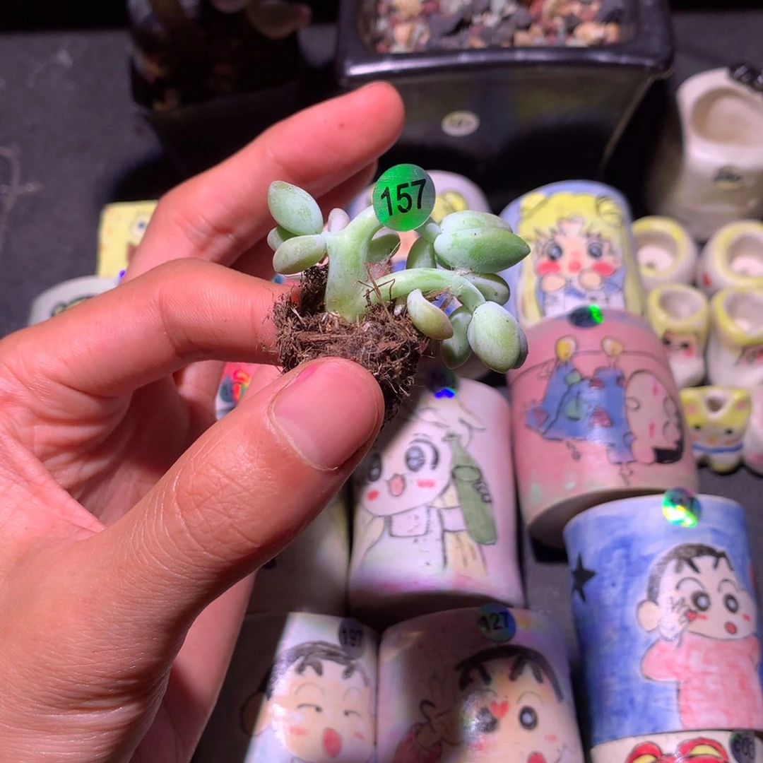 芒果奶酪多肉缀化157