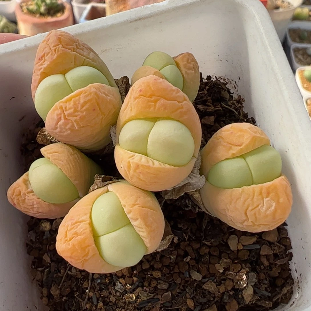 116多肉植物百科