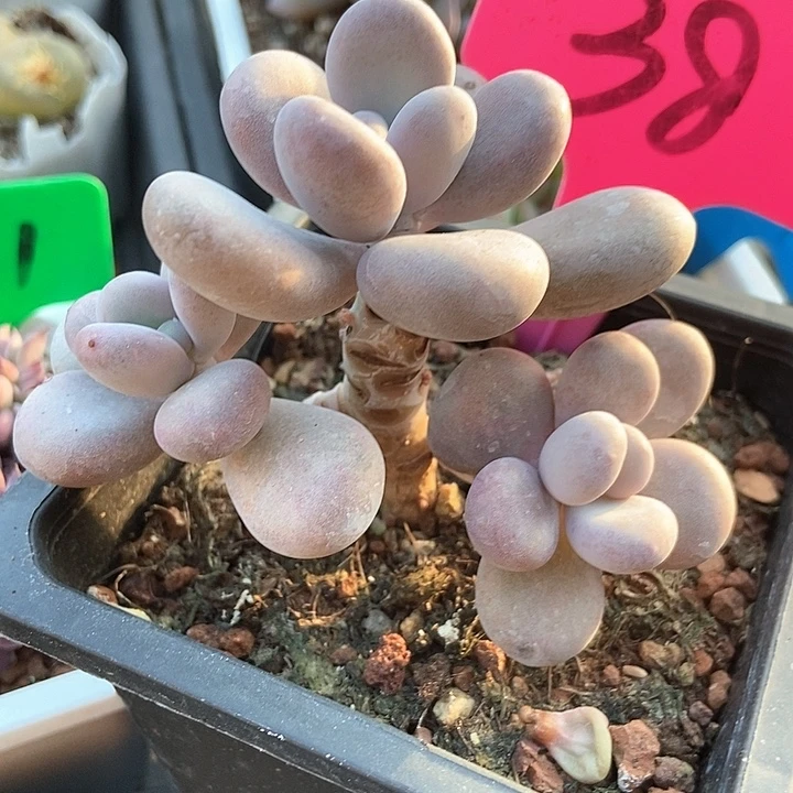 多肉植物大叶奶38多肉