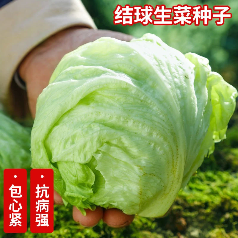 结球生菜种子春夏秋可种圆生菜农家阳台小院种植圆生菜种子