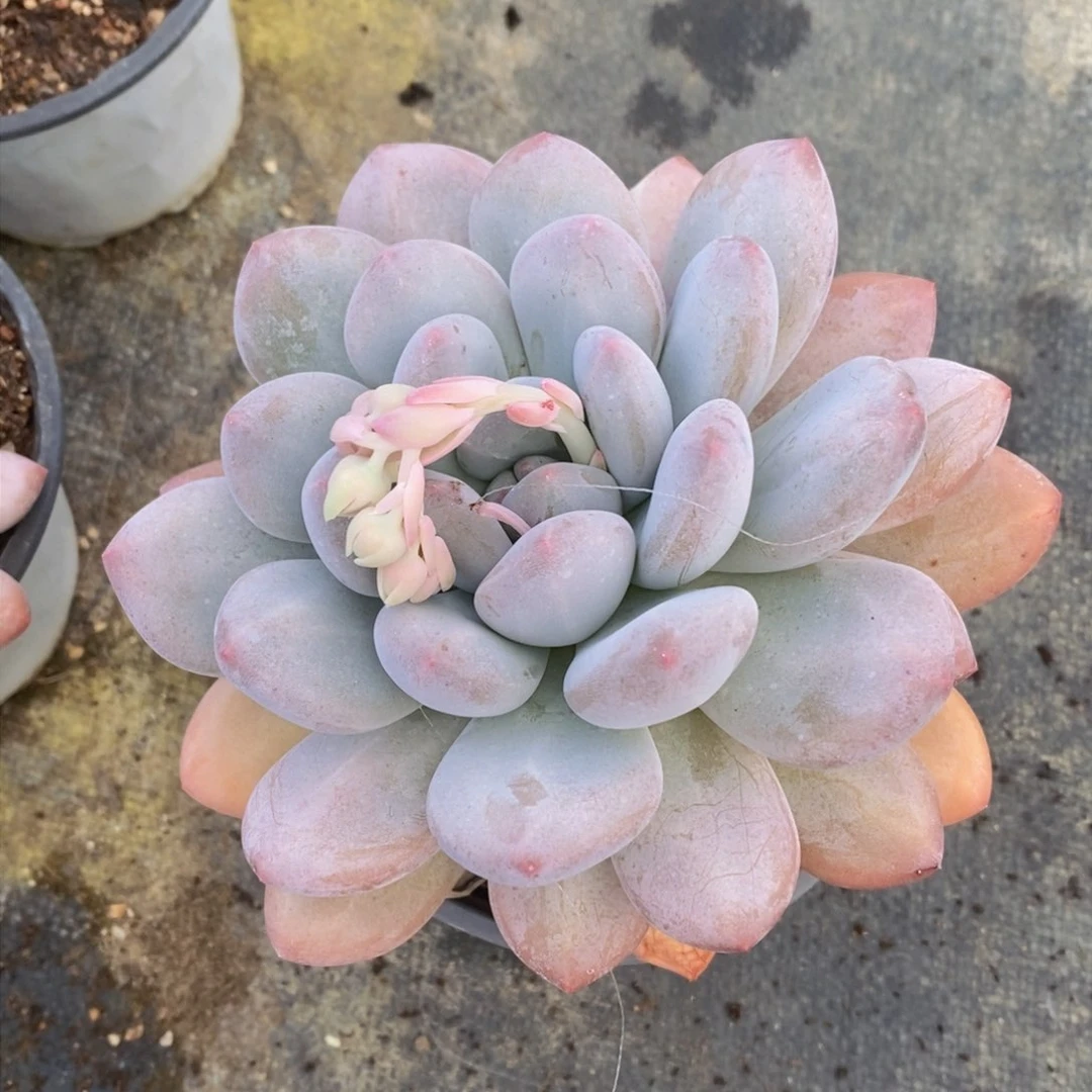 可问主播品种，下滑链接更多品种选择多肉