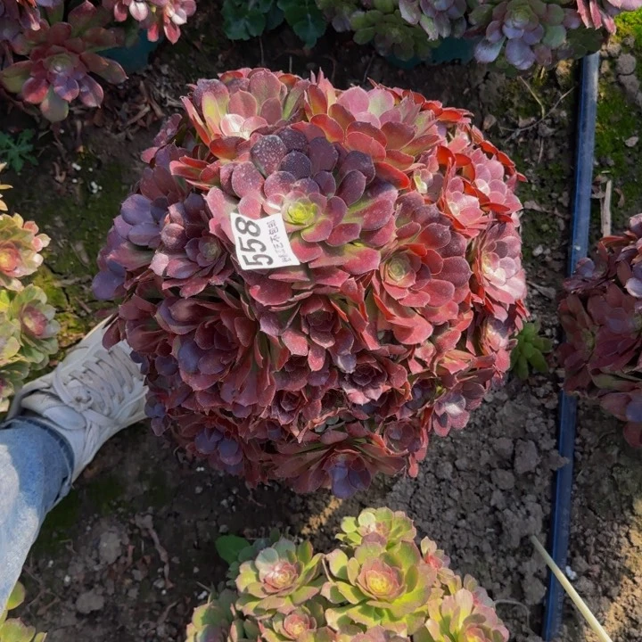 荷兰玫瑰27-46包邮花花