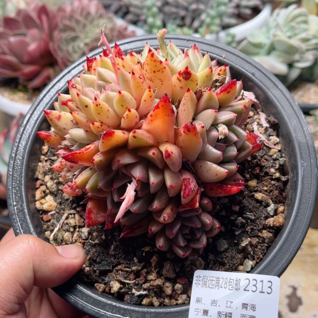 【闪购商品】2313金色石英多肉