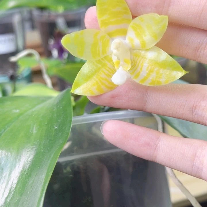 完全开放雅风黄炸弹-2102