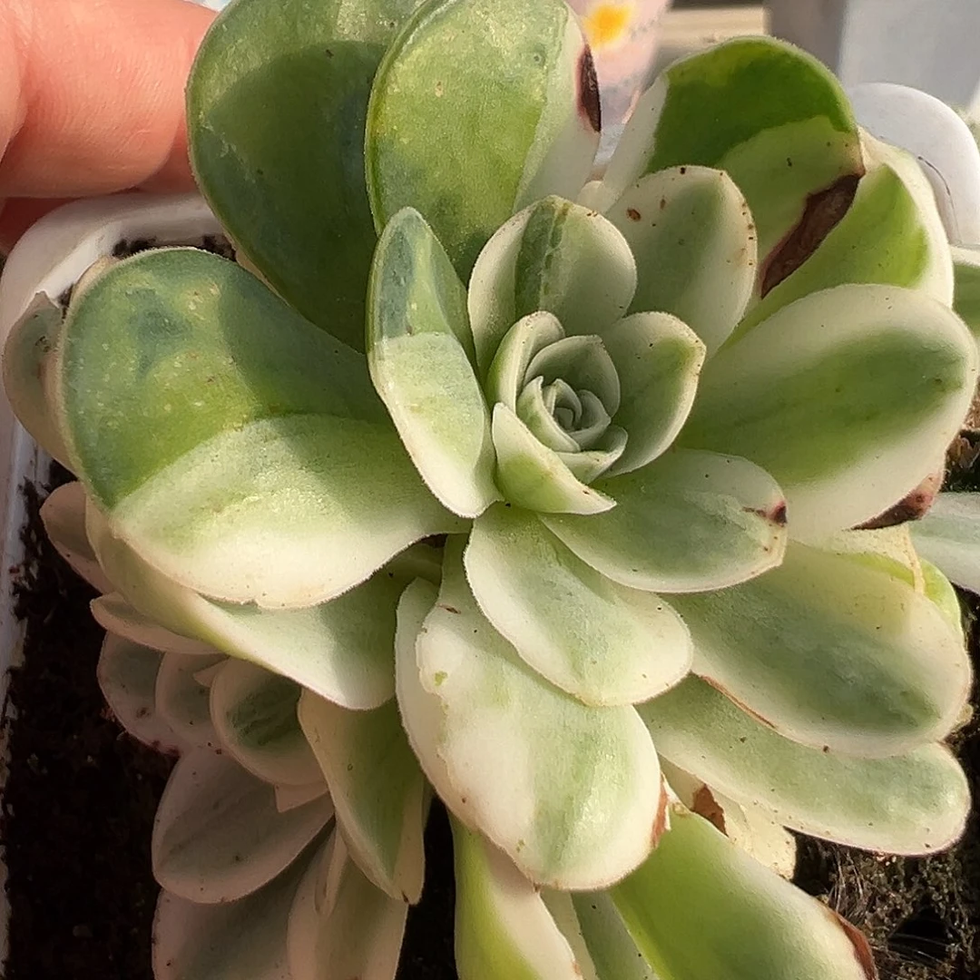 山地玫瑰锦冬雪1035号