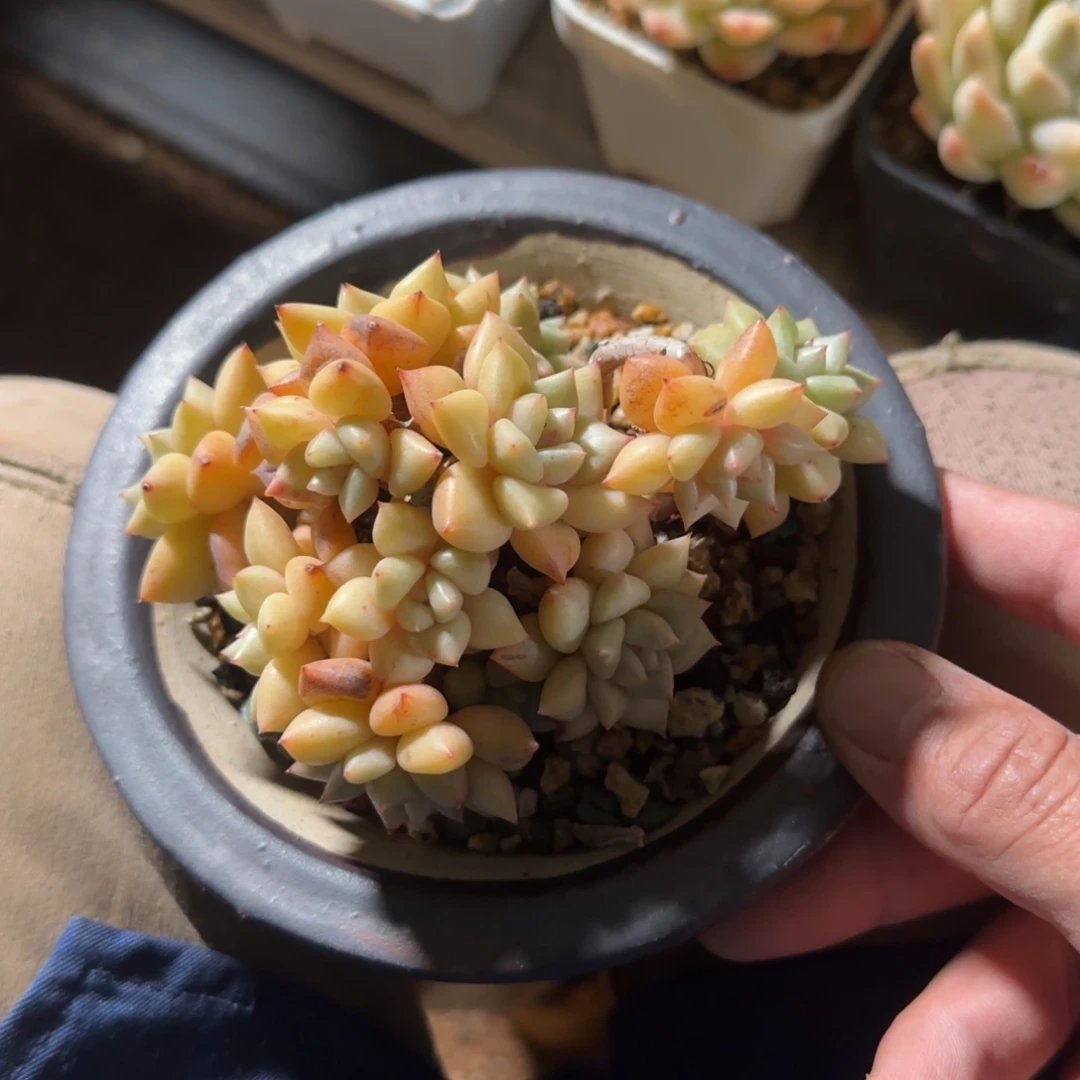 象牙群生五十包邮