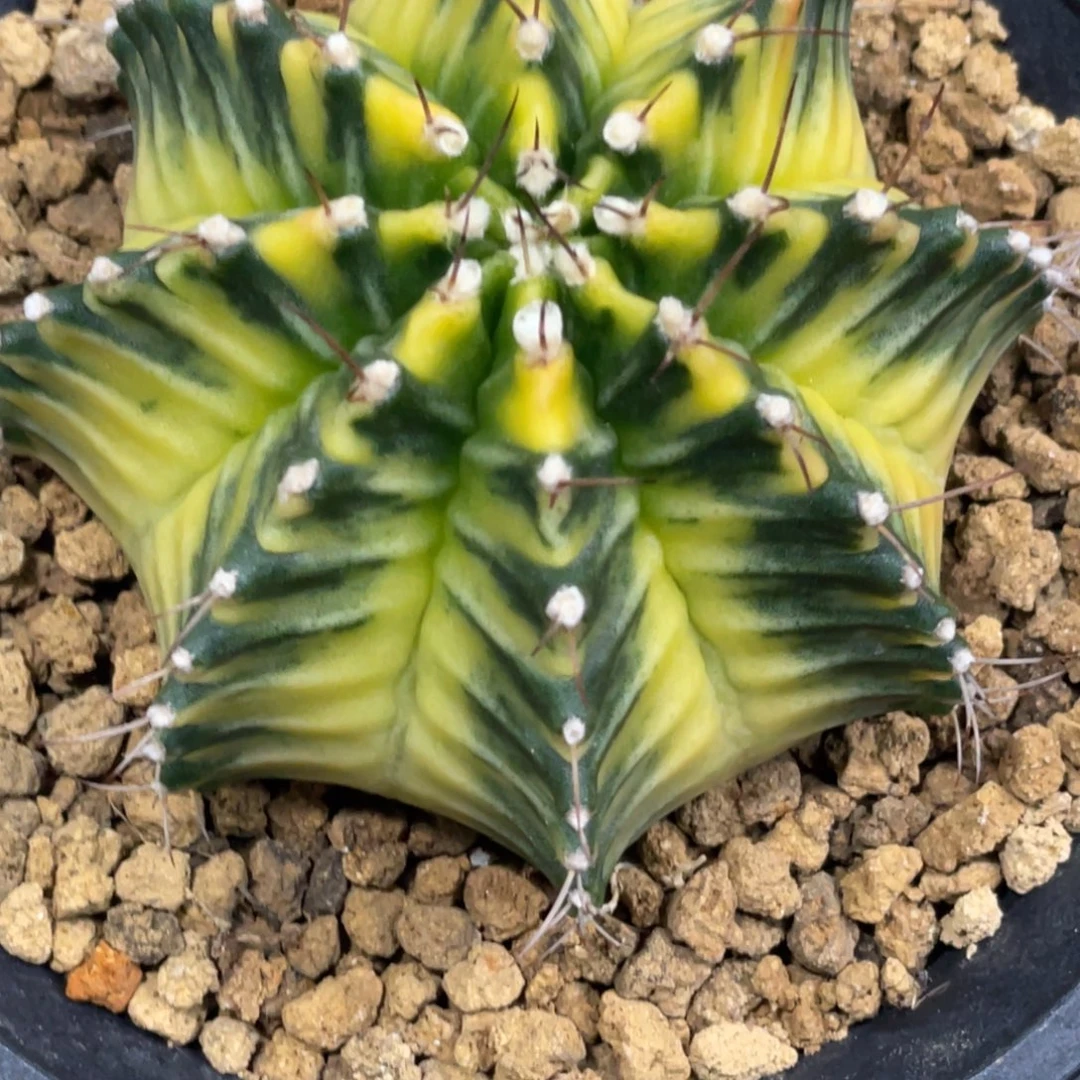 当前无花朵，栽培后可花朵大黄臀斑马米哈