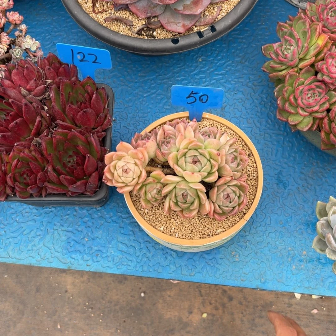 不*°0050东云多肉（寄养