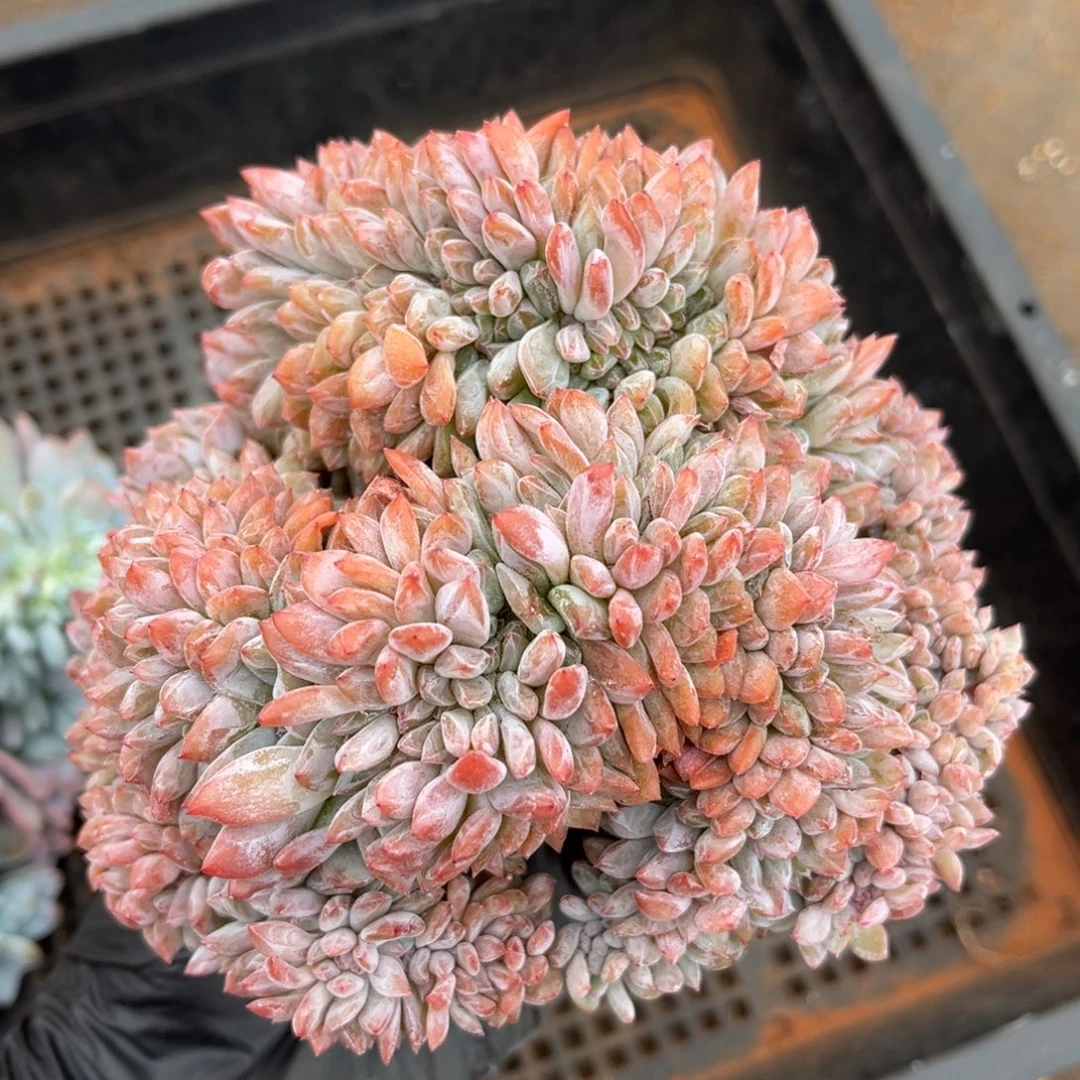 爱***傻5号新疆西藏内蒙古不包邮的