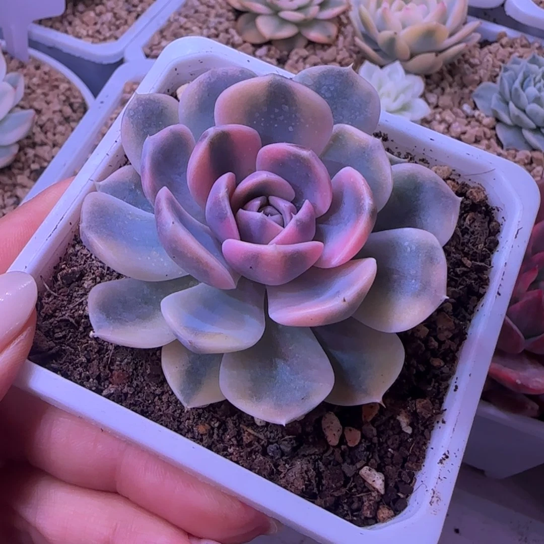 汉堡锦多肉植物单头