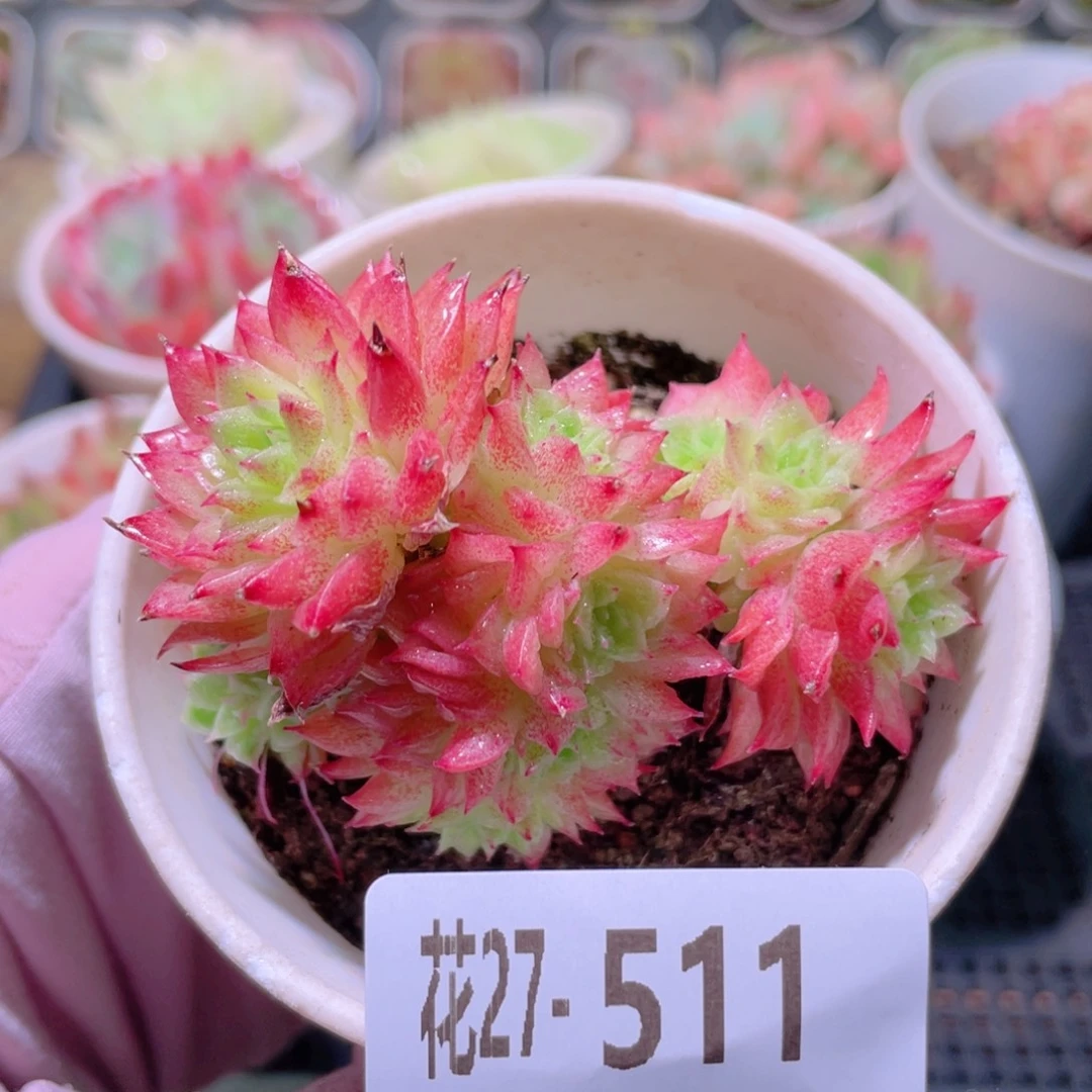 花利美27-511麦秆