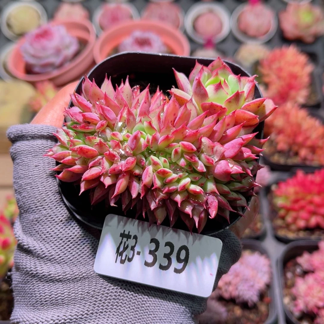 花03-339新品缀化