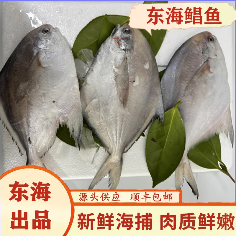 宁波特产东海鲳鱼4斤装红烧干煎（1斤4-5条左右）