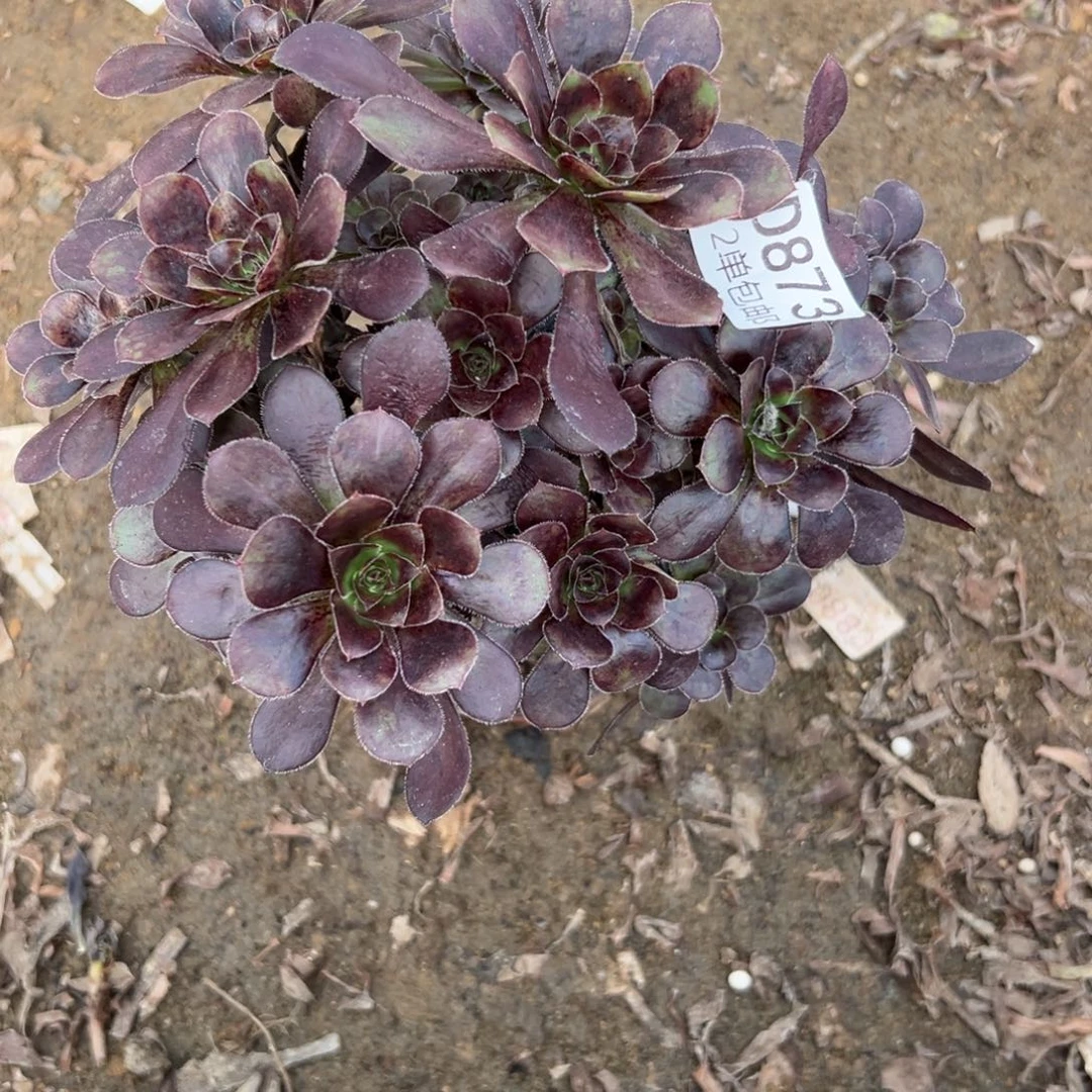 873多肉  原叶不包断头