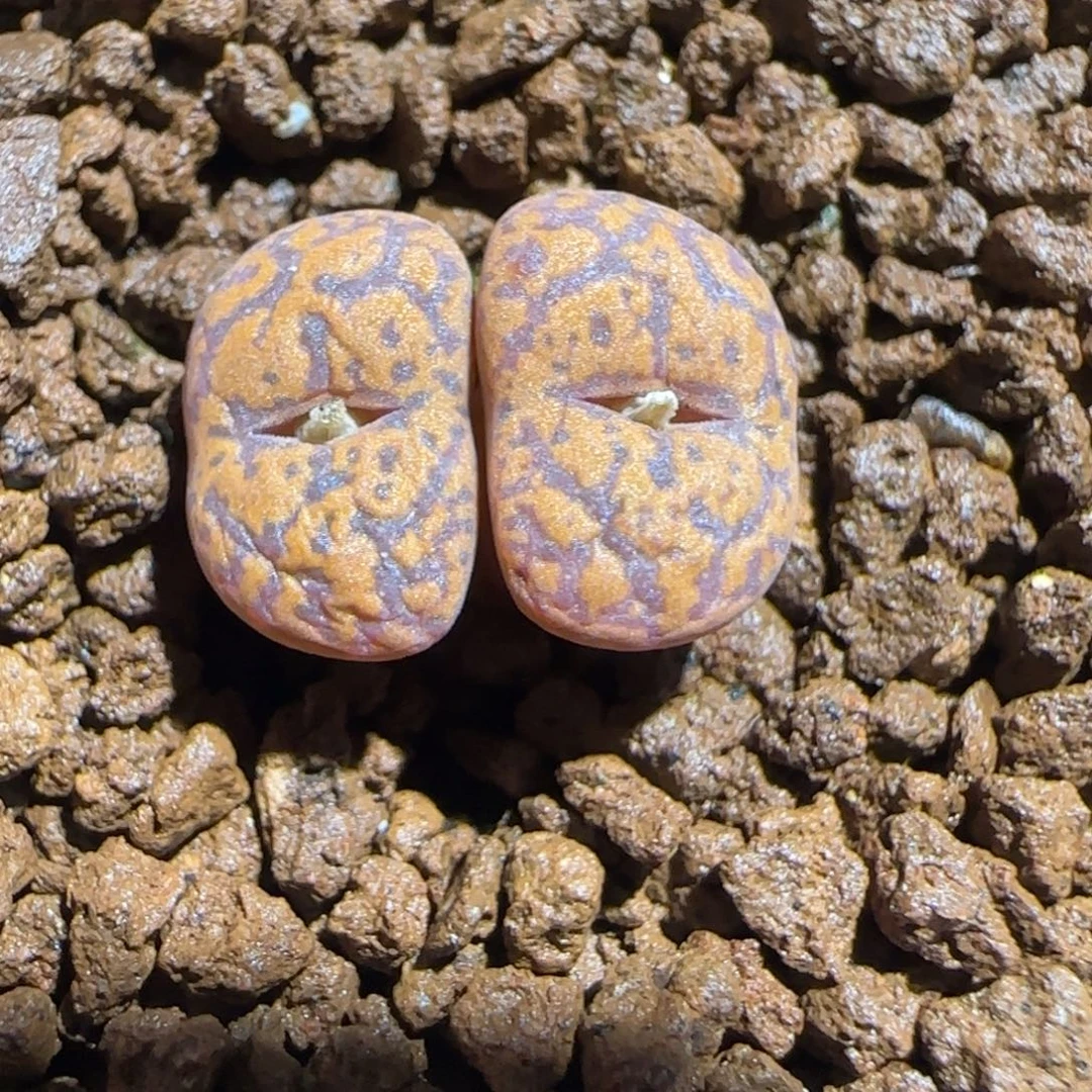肉锥多肉植物组合-朱雀944