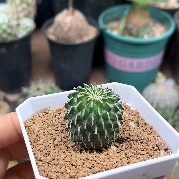 无花朵刺缀精巧殿实生球2.9cm