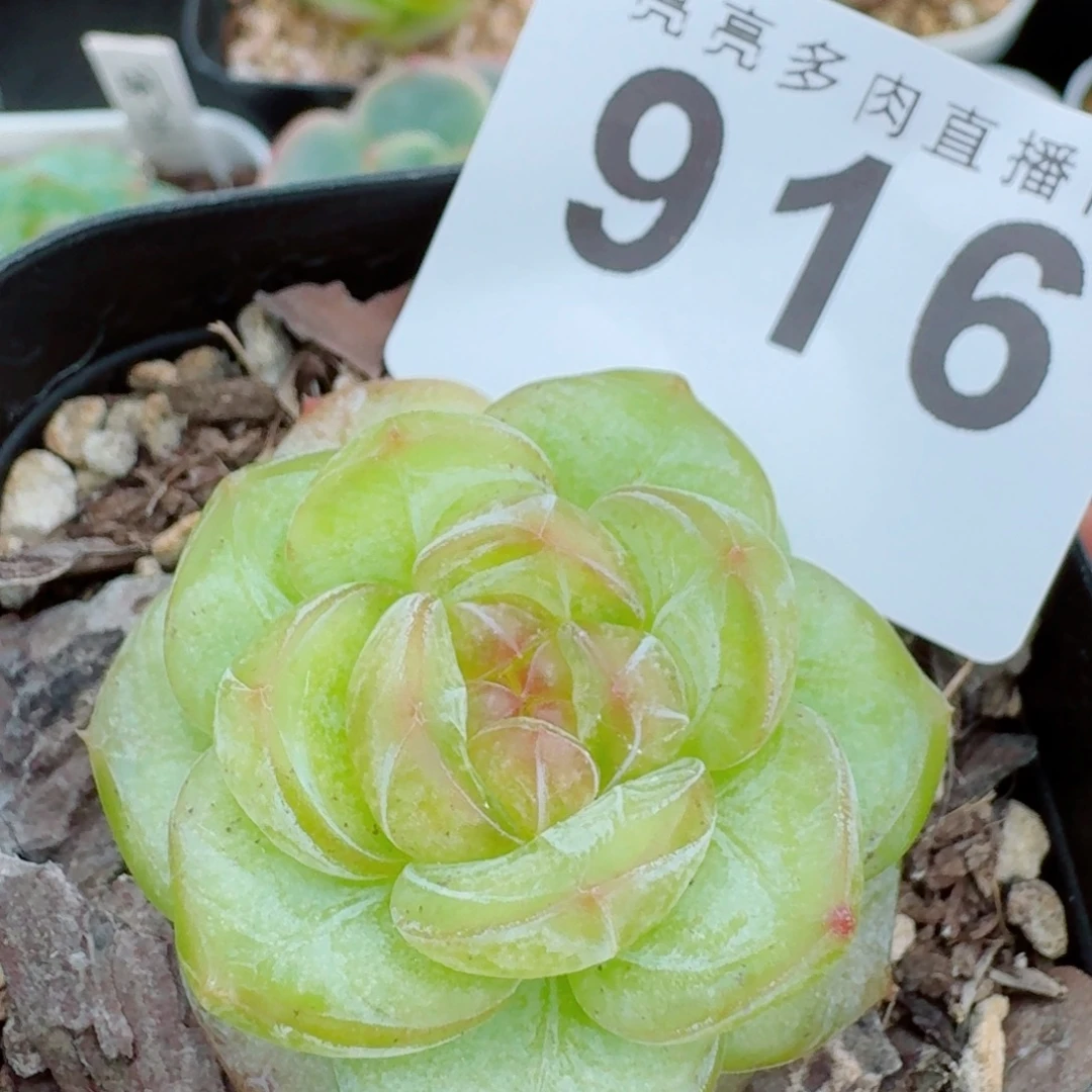 透体珍妮            精美多肉植物