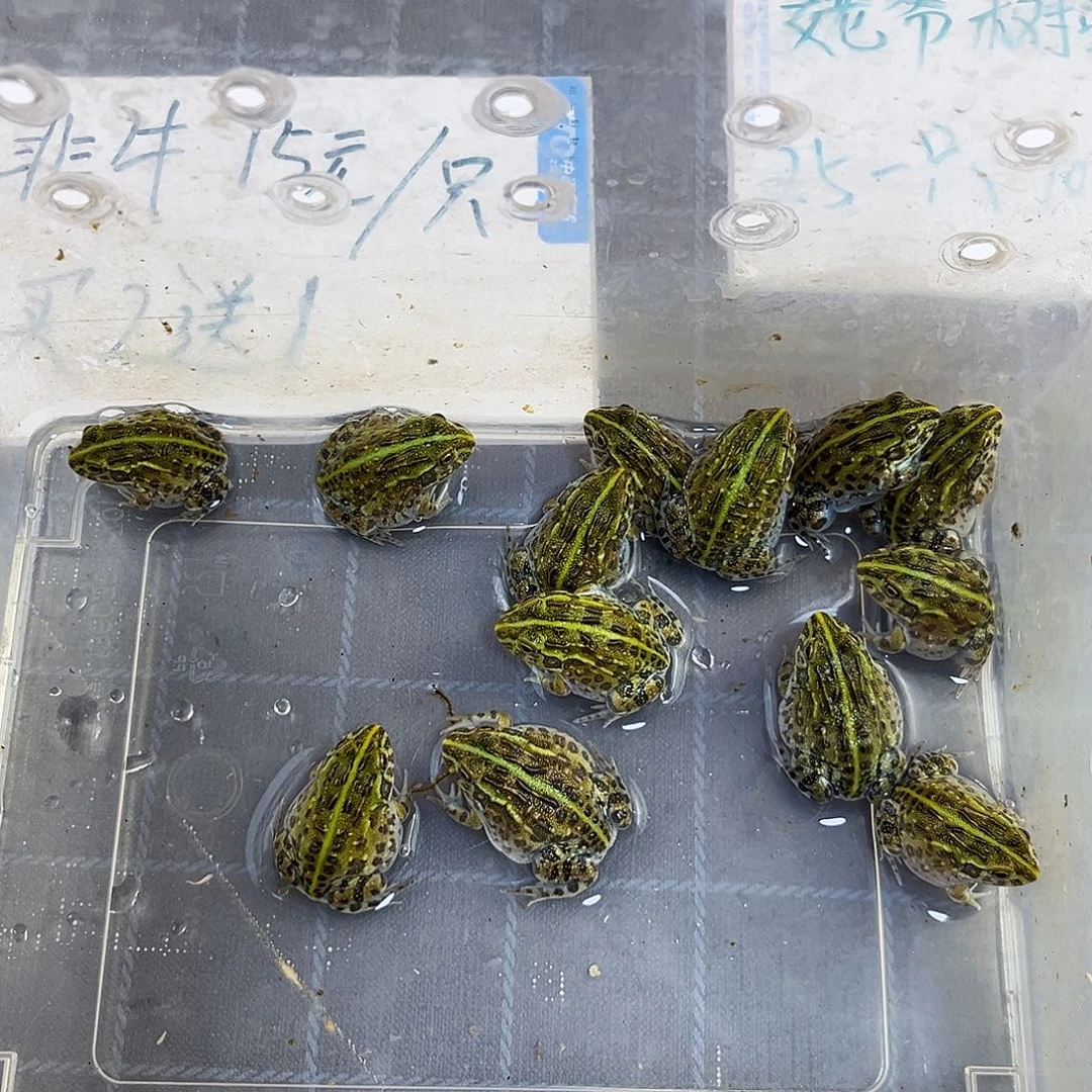 忠***友角蛙非牛23368556555555566