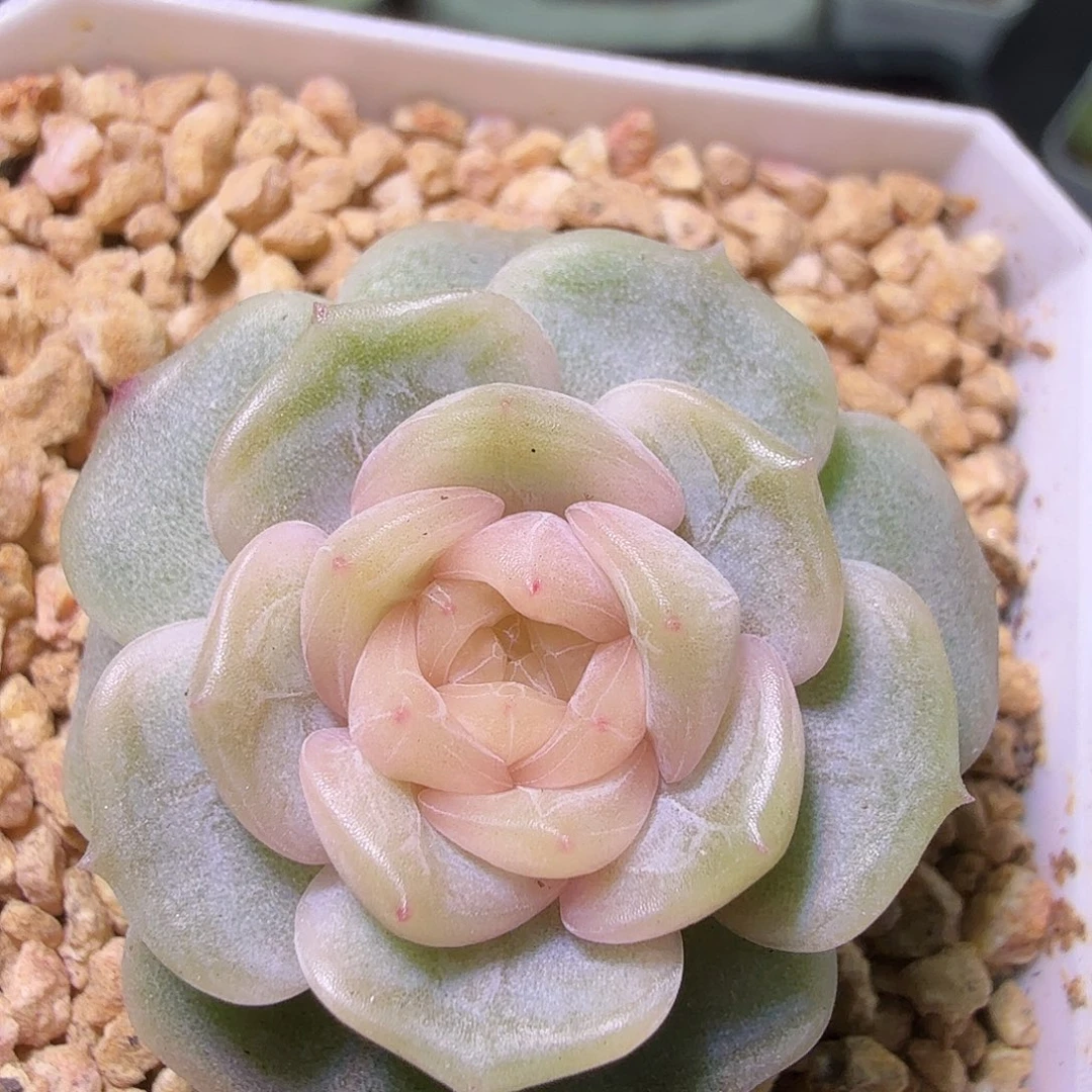 宫花玉簪开播福利