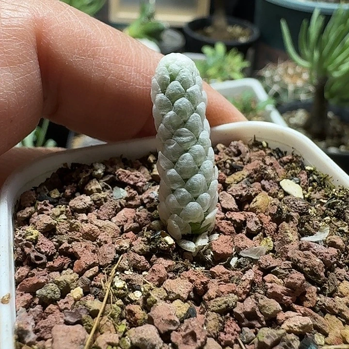 190雪蚕带盆发货自根