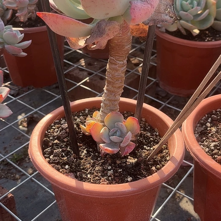 玖***九875白凤脱土发货不退不换