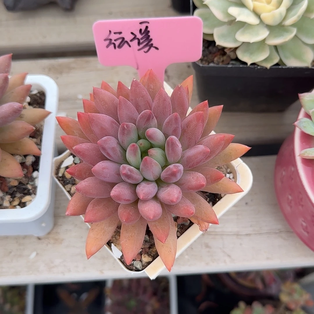 原始红蜻蜓老桩多肉五十包邮老桩