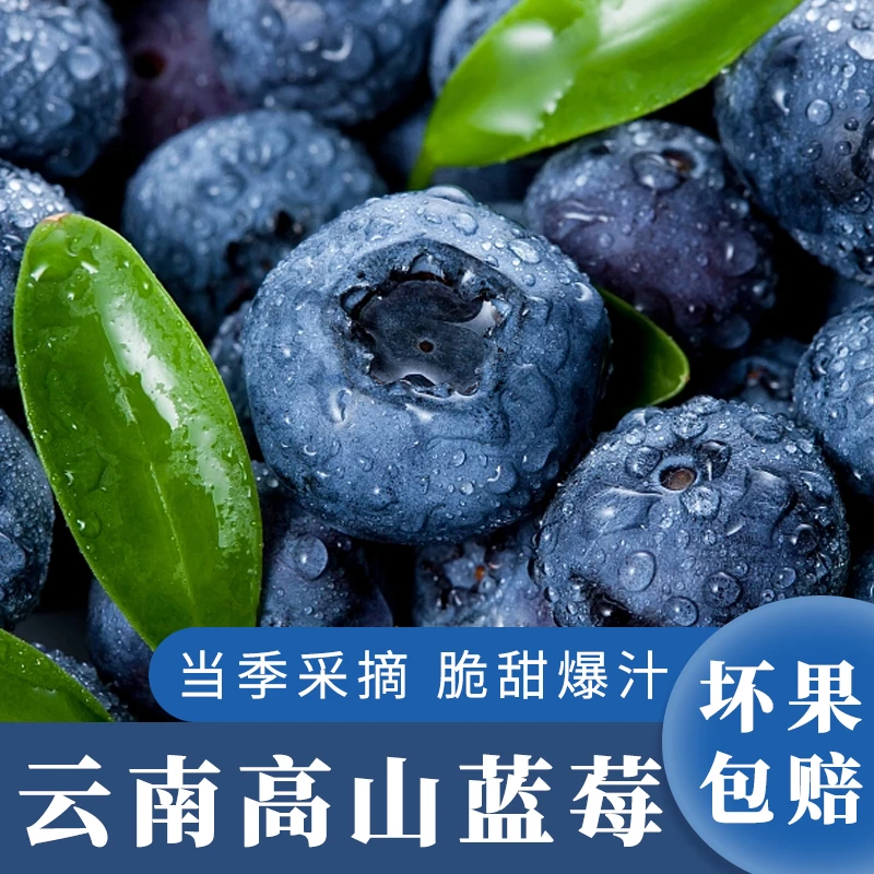 云南澄江正宗高山花香新鲜蓝莓鲜果大果产地直发现货现发直播