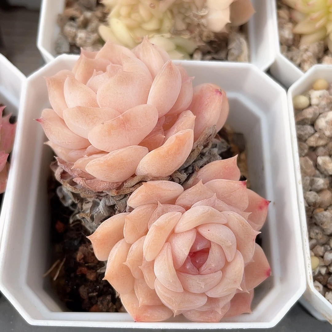 优选纯爱福利9564