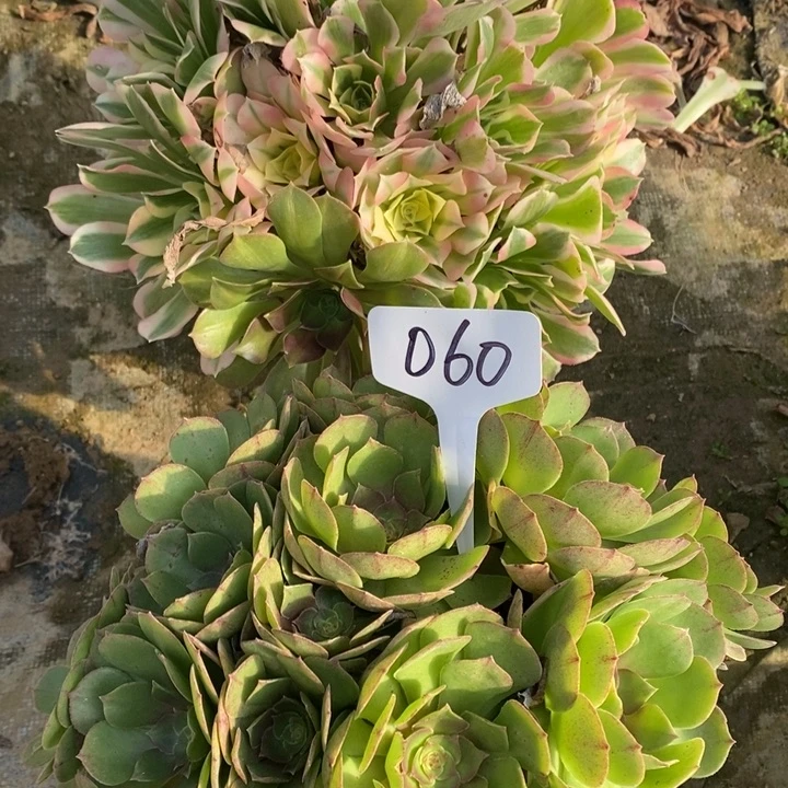 060号2棵1111111111