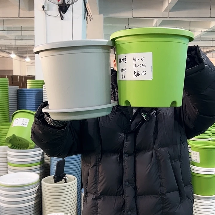 特价4号四季口25高21.5果绿带托5只