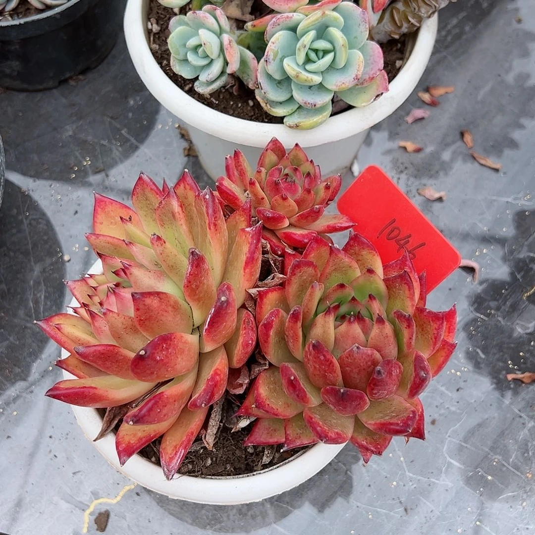 桃**猫1046魔根多肉