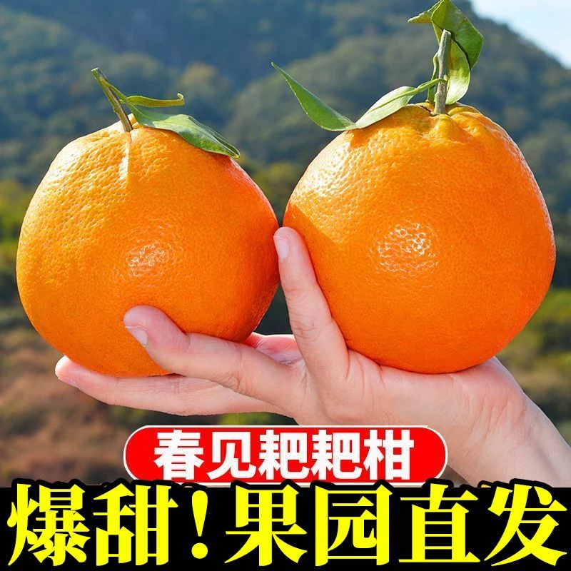 正宗四川春见耙耙柑新鲜多汁自然熟爽口细腻手剥水果爆甜产地直发