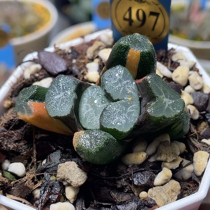 497狮子神万象锦福利