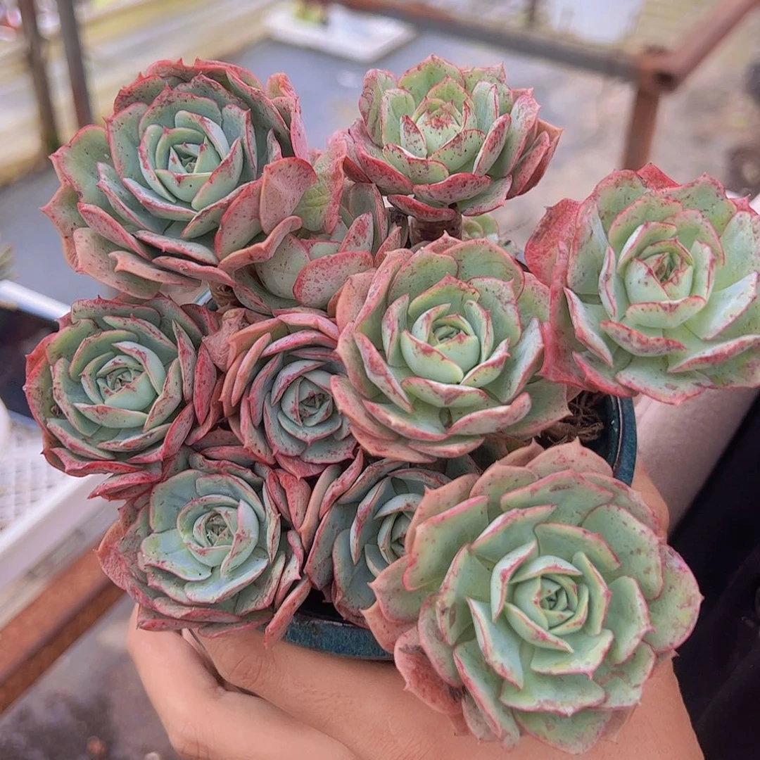 克罗地亚玫瑰 多头多群生