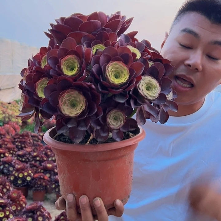 28.8魅金玫瑰一棵