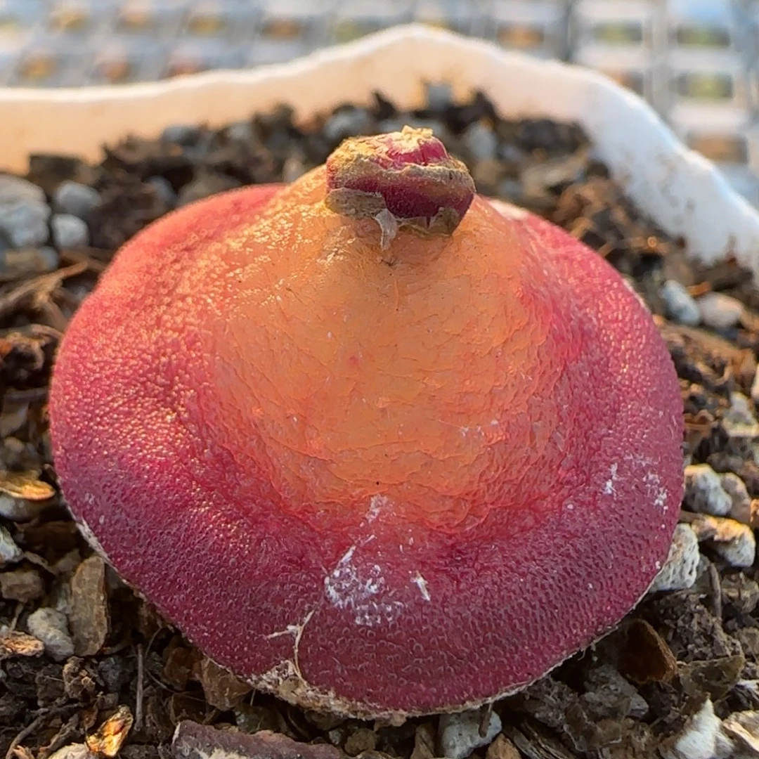 灯泡多肉植物百科