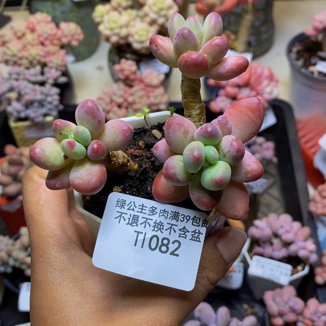 082苹果奶多肉6c m