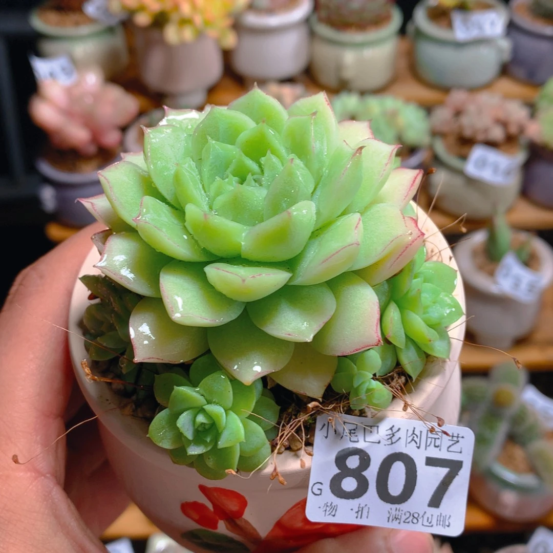 小尾巴多肉园艺5CM迷你拇指盆栽807