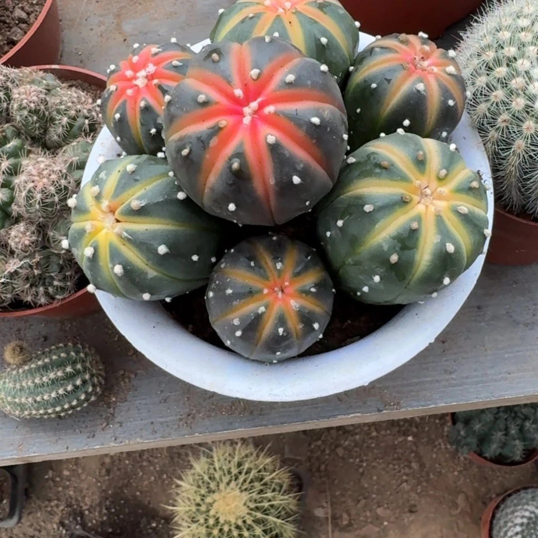 杨***伟可口可乐了可口可乐