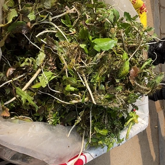 中国大陆纯野荠菜二斤水洗过的