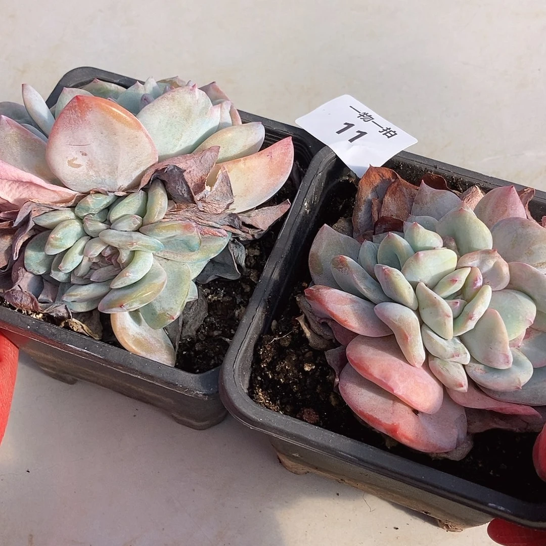 11 一物一拍退款拉黑2颗