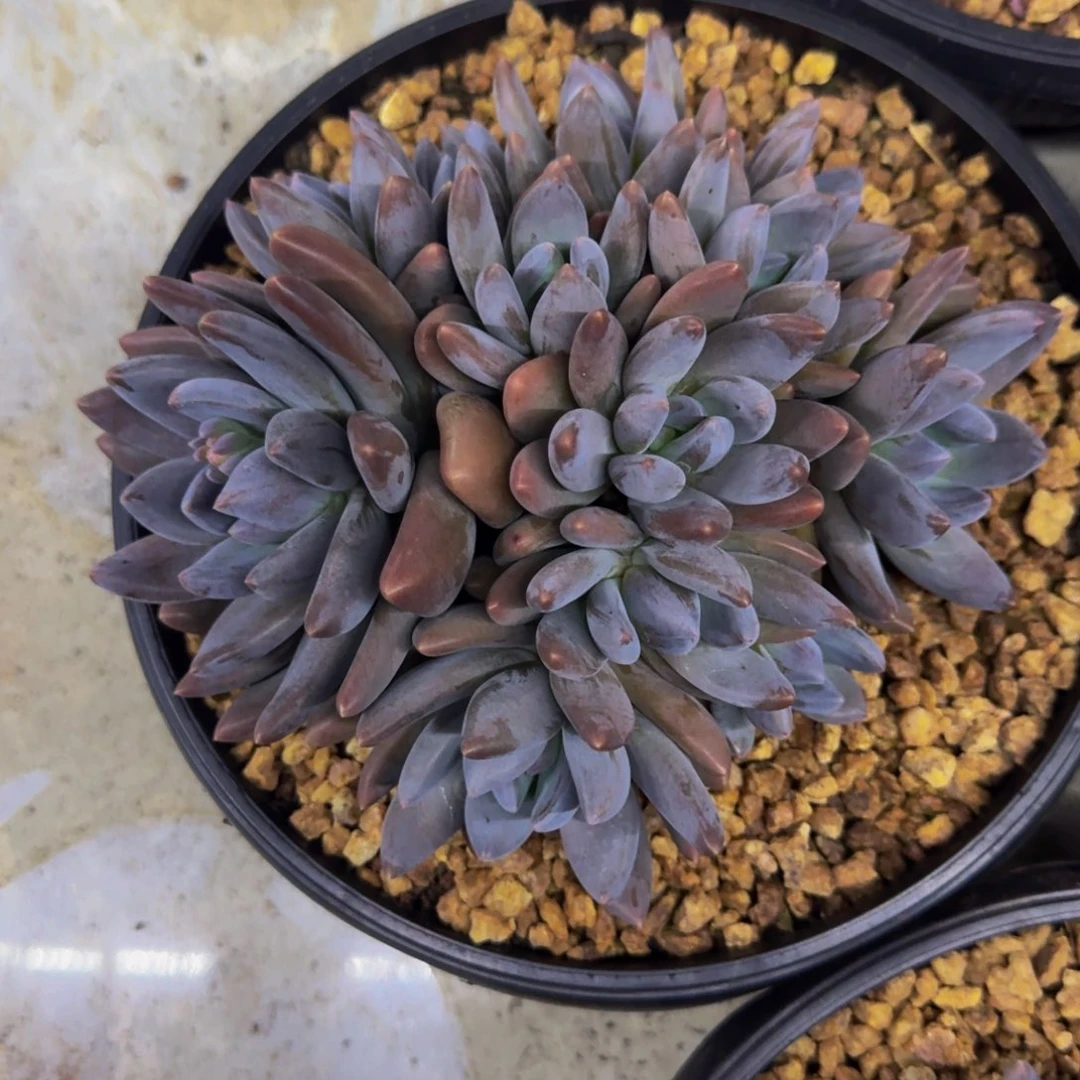 紫丽殿 黑加仑 群生 一物一拍