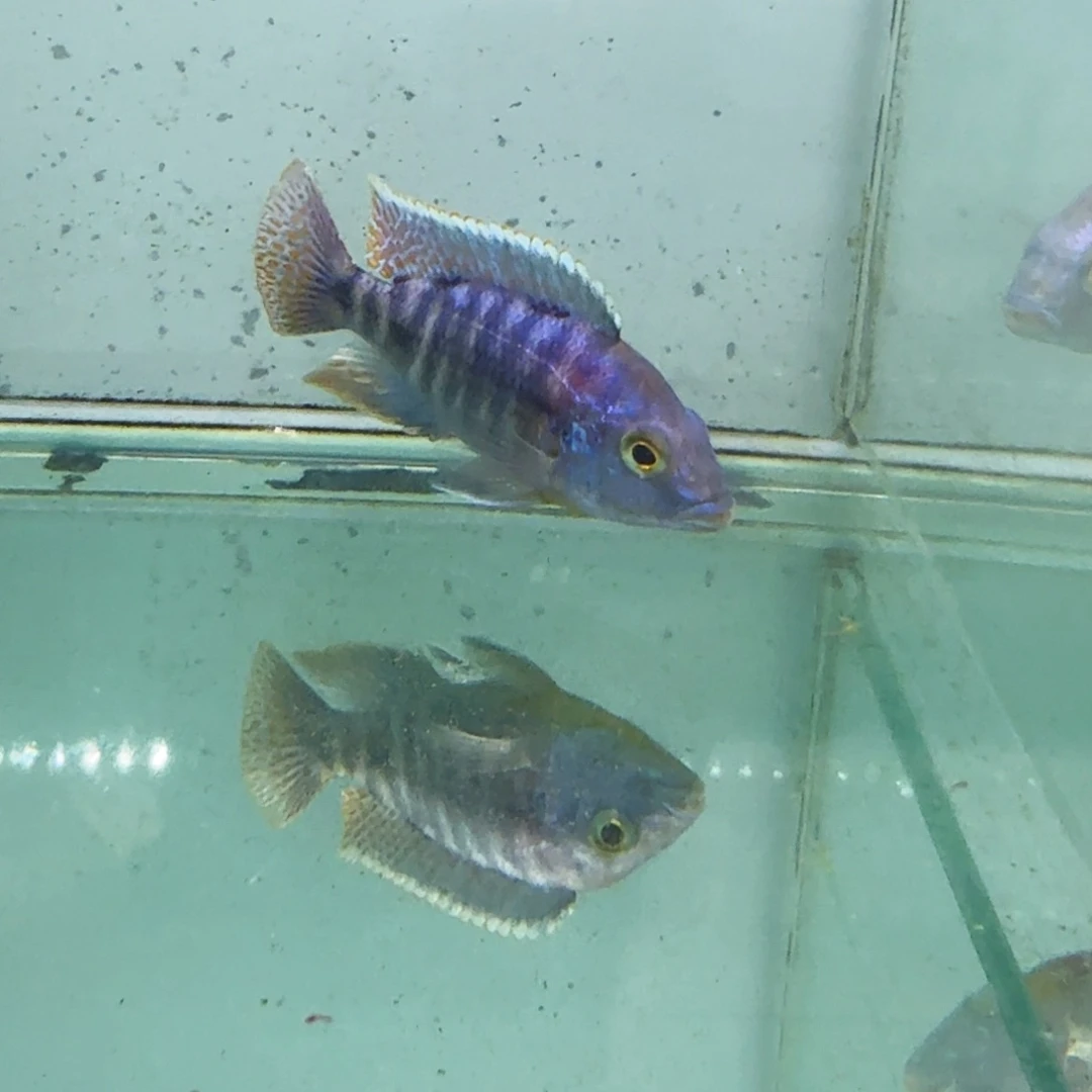 中***）海水1061红博头。