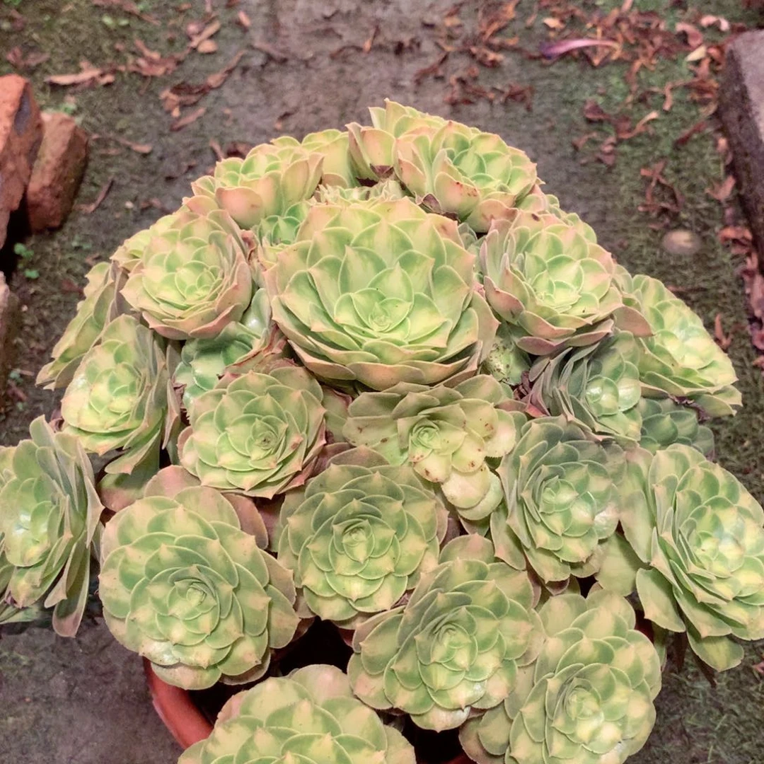 韶华老桩，多肉植物