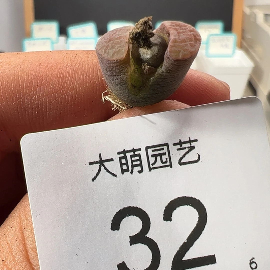 000032 一物一拍……