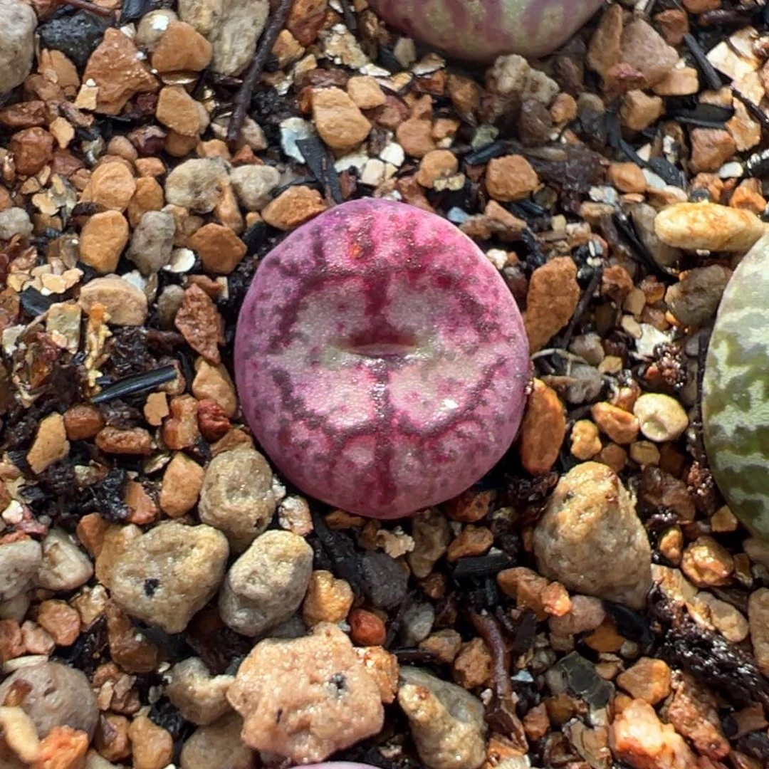 小紫猴 多肉植物多肉植物