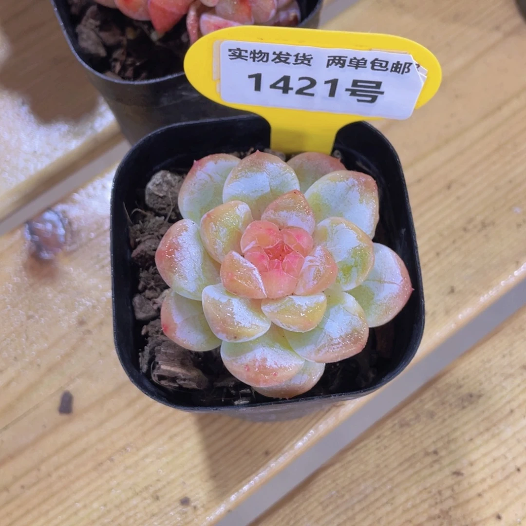 1421号 孤品钻石糖心