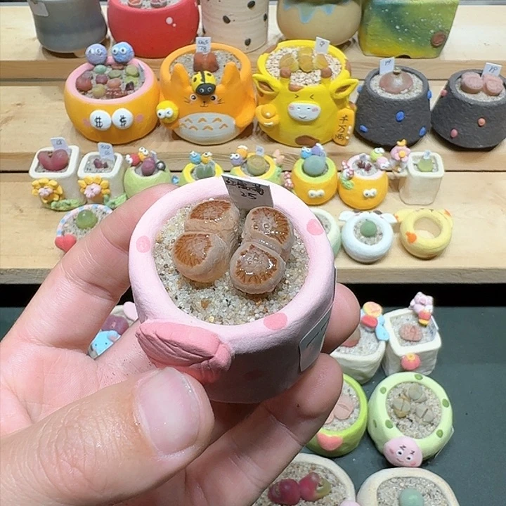 红陶蘑菇772红窗