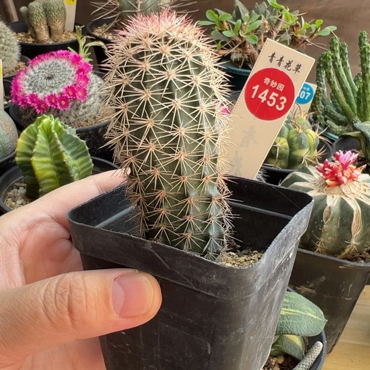 实生御旗虾一棵仙人球